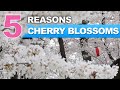 5 Reasons why Japan LOVES Cherry Blossoms | Sakura