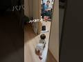 【生後7ヶ月】パパの部屋覚えてからすぐ会い￼に行っちゃう赤ちゃん👶❤️仕事中でも飲み会中でいなくてもこの部屋一直線なんです☺️✨
