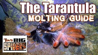 Tarantula Molting Guide  Signs of Premolt