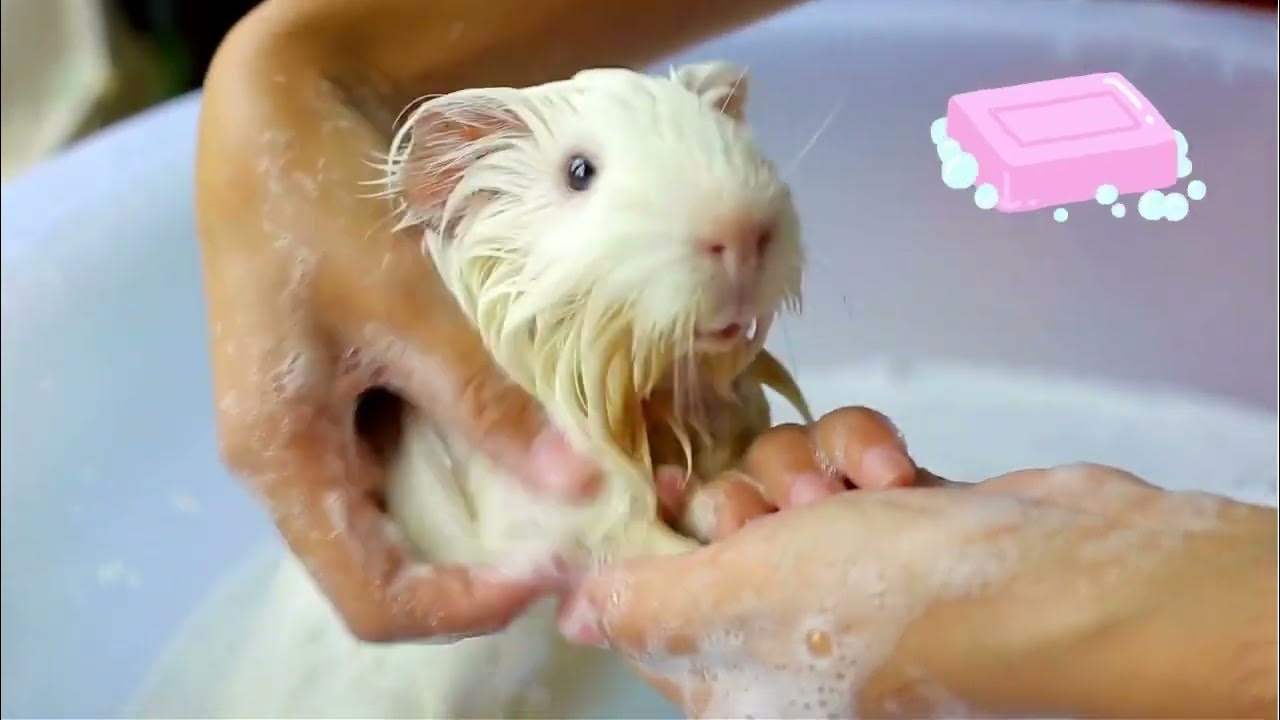 How often should I bath my Guinea Pig? 🐹 Quick guide to safely bath