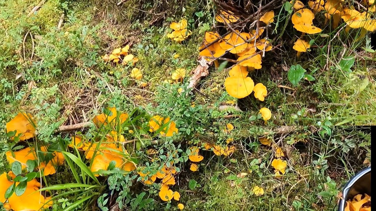 #46ปังมากออเดอร์เข้ารัวๆเลยจ้า เข้าป่าเก็บเห็ดขายได้มาหลายชนิดเลยค่ะวันนี้25.08.23