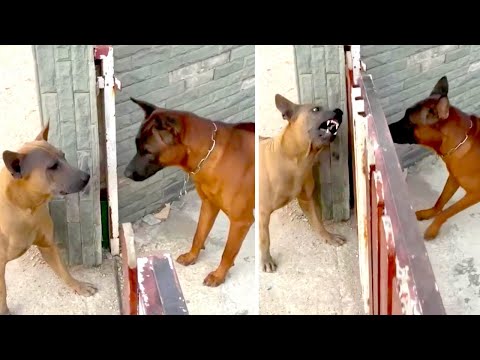 Angry Dogs Don't Actually Want To Fight