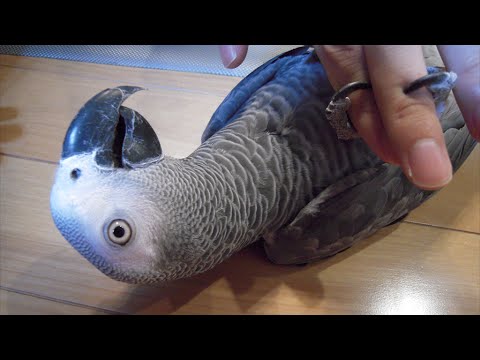 Amazon parrot, African parrot, Cockatiel and a Japanese musical family play the music together. Amazon parrot, African parrot, Cockatiel and a Japanese musical family play the music together.