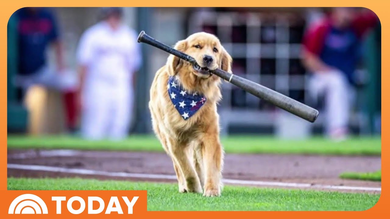 Most Valuable Pup: Baseball Bat Retrieval Dog Makes MLB Debut - YouTube
