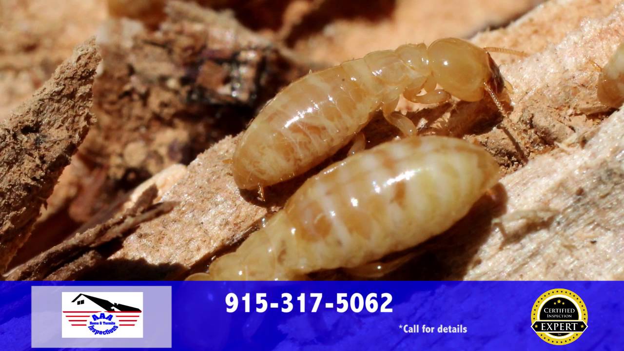 AAA Home and Termite Inspections Certified Inspection Expert 1 YouTube