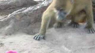 Monkey in the Mirror