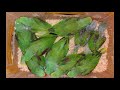 Parrot in market 2021 Jan