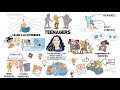 The Teen Brain's Role in Decision Making and Memory Formation