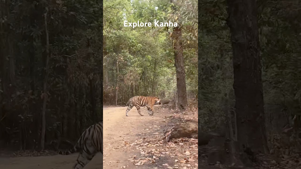 S1 Male In Kanha Zone 