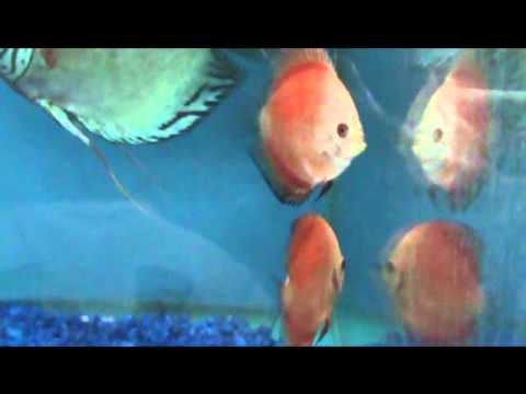 Fire Red Discus