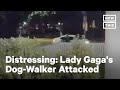 Lady Gaga's Dog Walker Attack Caught on Camera