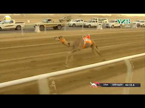 الشوط 3 الوحية ل علي راشد سعيد المري مهرجان ولي العهد السبت 2018 9 15 الطائف حقايق