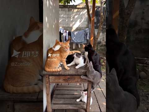 cat tumhara phone le liya🫢#cat #shorts