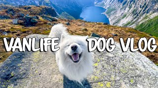 Travel Day in the life of our Samoyed , Van Life Trip