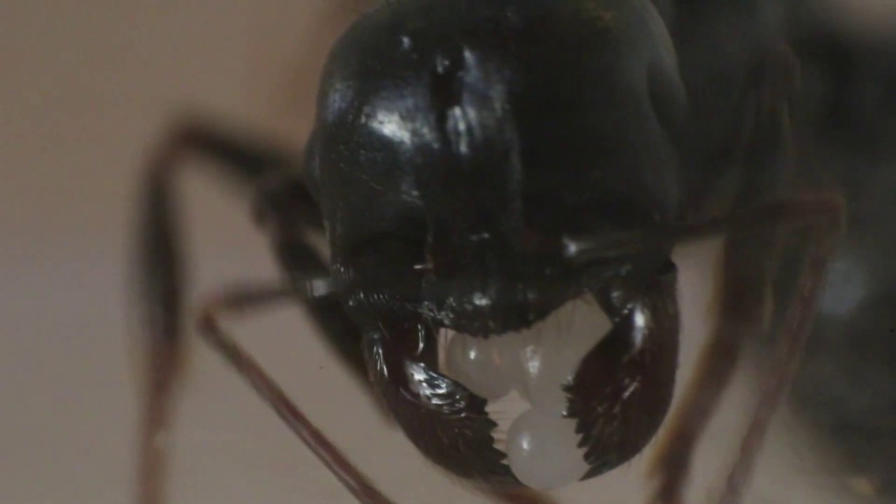 La ponte de ma gyne Messor Capitatus ( video Macro 5:1 ) by Jied Nabil