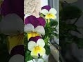 Amazing Art Flowers this spring time.#spring #flowers #flowershorts #supportme