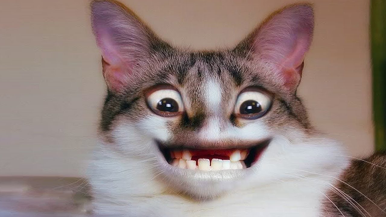 Смешные видосики про котиков