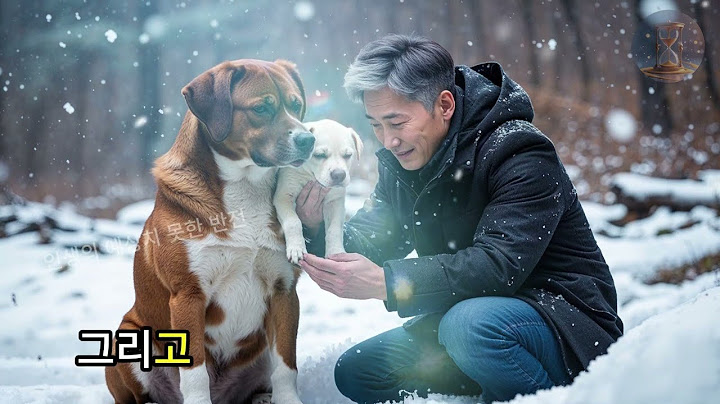 진도개 엄마가 죽어가는 새끼를 남자에게! 다음에 충격적인 일!