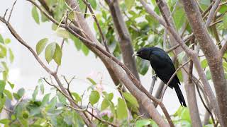 Echo the Sound of Koula (Asian Koel). screenshot 3