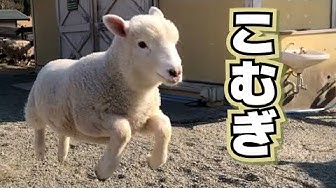 ひつじ Youtube