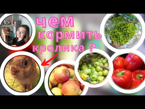 ПРАВИЛЬНОЕ ПИТАНИЕ КРОЛИКА! / ЧЕМ КОРМИТЬ ДЕКОРАТИВНОГО КРОЛИКА? / КОРМЛЕНИЕ КРОЛИКА!