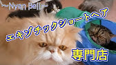 ふくまる エキゾチックショートヘア 渋谷公園通り店 Youtube ふくまる エキゾチックショートヘア 渋谷公園通り店 Youtube