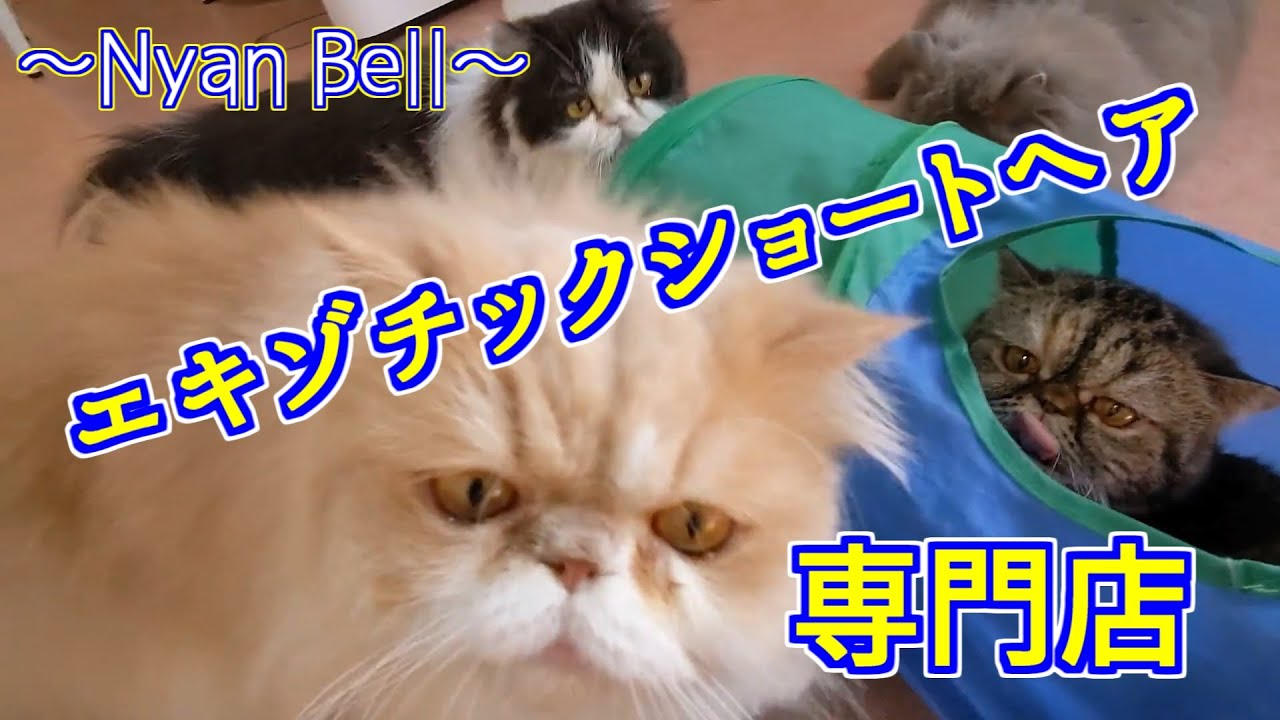 おじさまと猫 ふくまるがいっぱい エキゾチックショートヘア専門店 猫鈴 Youtube