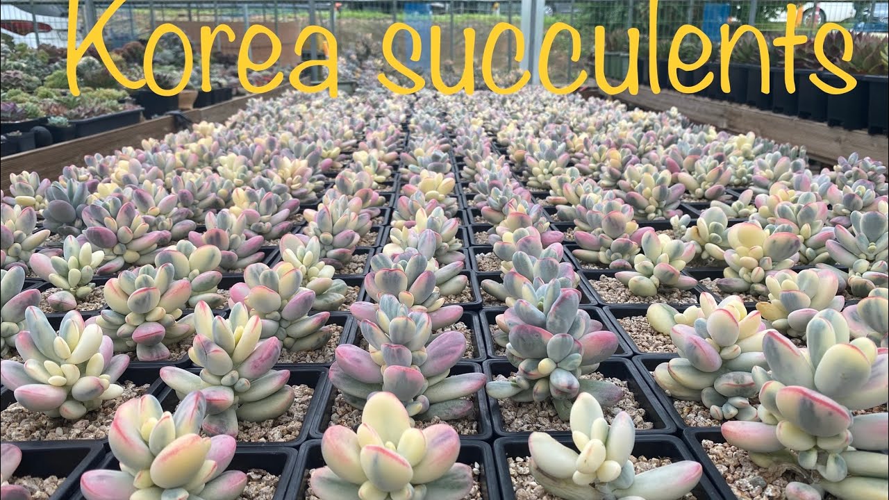 Sứ xở Sen Đá ở Korea #多肉植物 #多肉植物寄せ植え