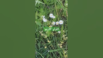 القرآن الكريم بصوت جميل #عبدالعزيز_سحيم #تلاوات_خاشعة #سورة_يوسف #القرآن_الكريم #اكسبلور #قرآن