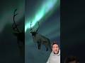 Reindeer Are DIFFERENT 