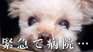 最終的には失明するかもしれません・・・【トイプードル】