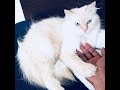 Pearl The Kitty :- Cat Videos, Cuteness Overloaded, Cat Slow motion video, 4K Video, Muscat Oman.