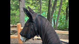 Elk Hill Horse Camp by Holli Jacobs 229 views 3 months ago 3 minutes, 27 seconds