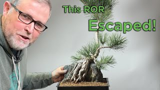 Check out the Nebari on this Root Over Rock Pine!