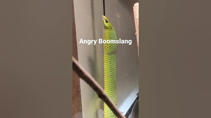 This giant boomslang is mad! #boomslang #reptiles #venomoussnakes #snake #pets #shorts