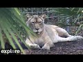 Koda the Lioness at Big Cat Rescue powered by EXPLORE.org