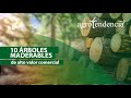 Plantaciones forestales | ÁRBOLES MADERABLES de alto valor comercial