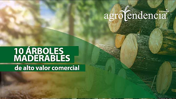 ¿Cuáles son los mejores árboles maderables?