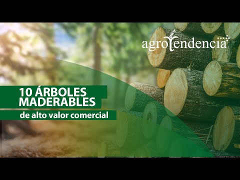 Vídeo: Decoración Forestal E Imitación De Plantaciones Antiguas. Diseño Estilo Bosque. Foto