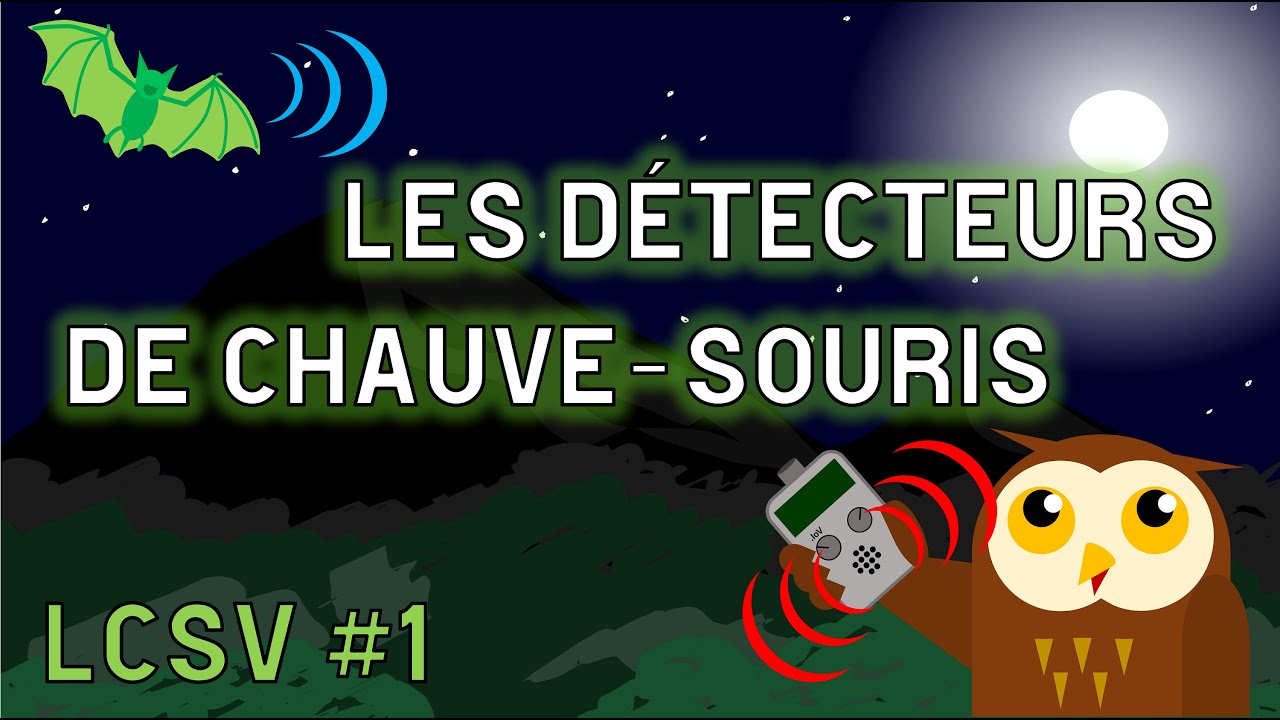 LA CHAUVESOURIS VERTE 1 Les détecteurs de chauvesouris YouTube — free download