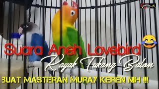 Aneh Banget Suara Lovebird Kok Kayak begini