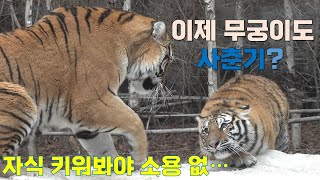 무궁이가 엄마한테 대들다가 크게 혼났어요 ㅠㅠ(건곤엄마의 분노) 에버랜드 타이거밸리 호랑이