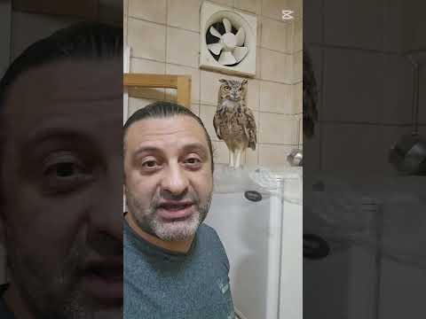 البومة ليلي شوف بقا البومة دي بتعمل اية عشان الانسان طيور بومه بومة