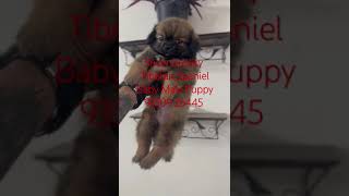 Show Quality Tibetan Spaniel Dog Male Baby Boy In India