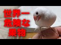 【文鳥に絶対食べさせてはいけない果物】少しでも口にすると死にます… ‘’Java sparrow‘’‘’Java bird‘’‘’Java finch‘’‘’문조‘’