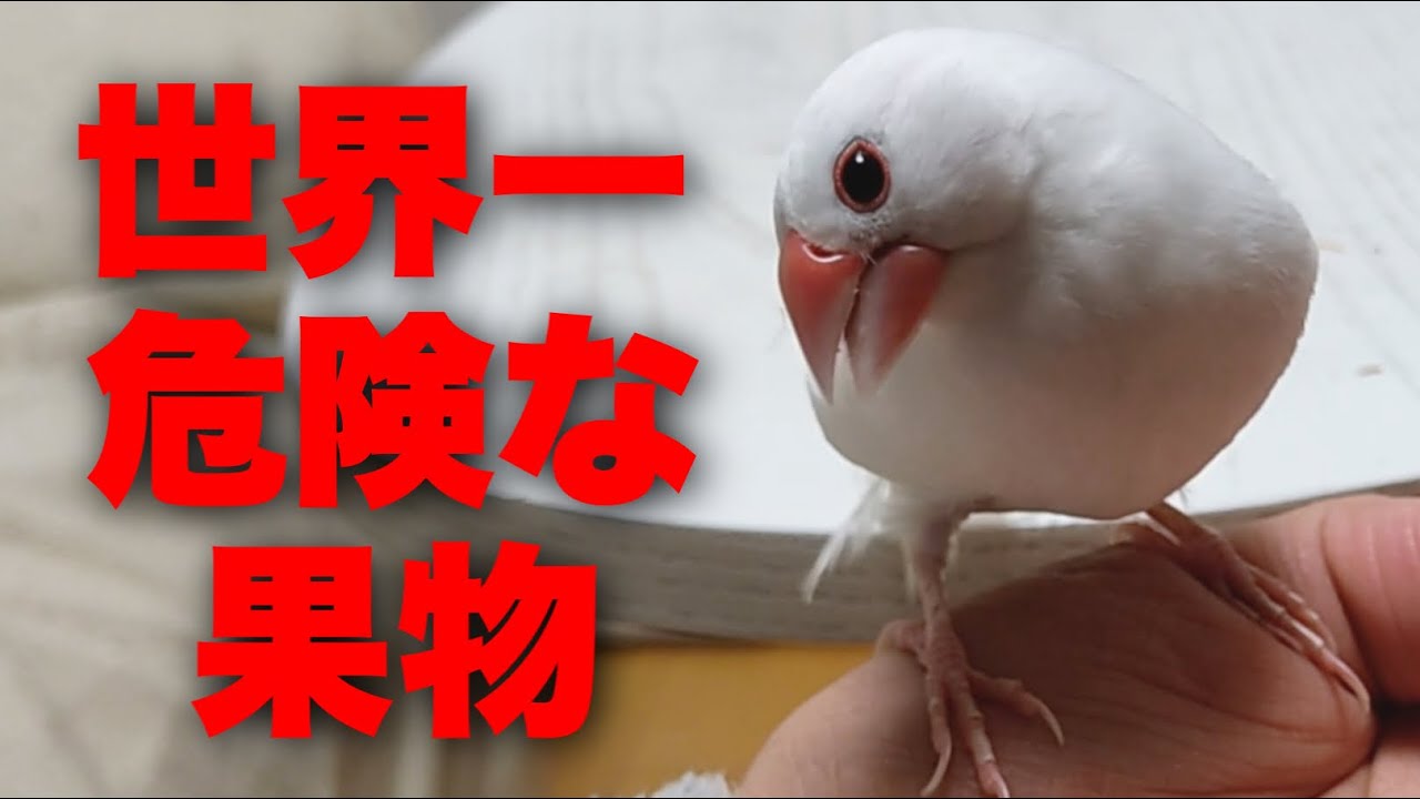 【文鳥に絶対食べさせてはいけない果物】少しでも口にすると死にます… ‘’Java sparrow‘’‘’Java bird‘’‘’Java finch‘’‘’문조‘’