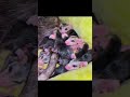 Un chien sauve une famille d'opossums ! #shorts