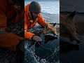 We Pulled a Fox From a Frozen Lake With Bare Hands. He Had Minutes Left.