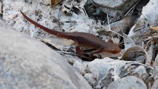 Fun facts about California newts