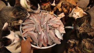 Feeding Raw fish to Hungry Cats, Not even a single piece was left, Cat eat Delicious Fish